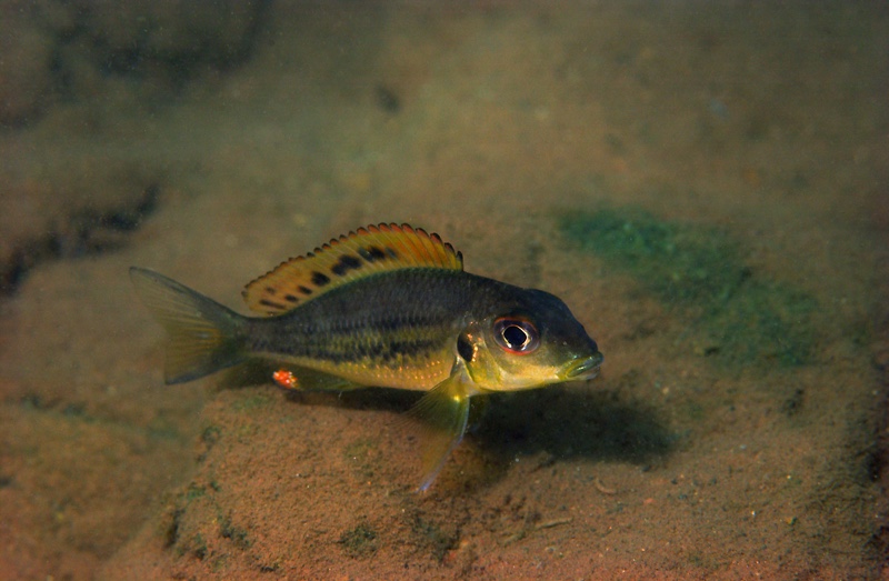 Callochromis melanostigma 'Nyanza-Lac'